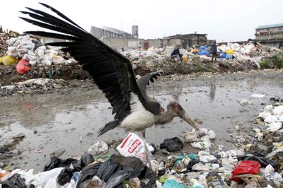 Thomas Mukoya/Reuters. En etbenet stork på en losseplads i udkanten af Nairobi, hvor en større miljøoperation med fjernelse af affaldsdynger fra floderne har ført til uhyggelige fund af en række lig - de fleste babyer og børn. (Arkivfoto).