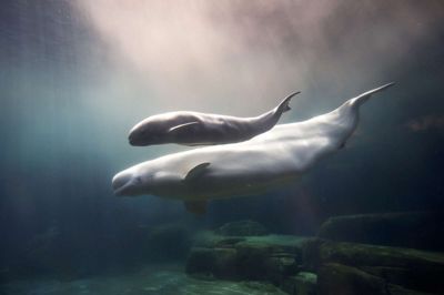 Andy Clark/Reuters. Hvidhvalen Aurora ses her med sin kalv i Vancouver Aquarium i juni 2009. Begge er døde nu. Aurora døde som 30-årig i november 2016 - blot ni dage efter kalvens død den 16. november 2016.