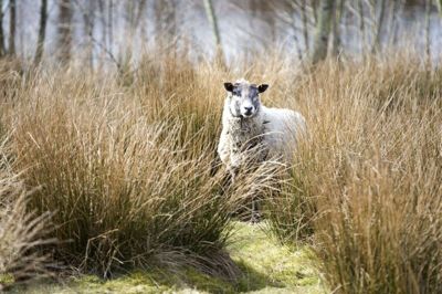 Påsken 2020 bliver i historiebøgerne husket som den påske, hvor man på grund af coronavirus ikke måtte samle store selskaber til de traditionelle frokoster. Men man godt gå forbi foldene langs Aarslevvej i Bording. Foto: Tom Laursen