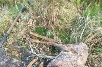 Politiet blev mandag kontaktet af en borger, der havde opdaget en råbuk uden hoved - som var forsøgt begravet i en lille skov. Foto: Privatfoto