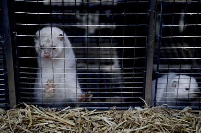 Minkavlerne bliver nu ramt hårdt af, at produktionen blev fordoblet over fem år, da der var høje priser. Den aktuelle overkapacitet er en medvirkende årsag til, at priserne nu er presset i bund. Foto: Henrik Ole Jensen