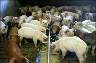 Svin i stalde udleder store mængder ammoniakdampe og også klimagassen metan, og så lugter de. Forskerne mener, de har fundet en teknik, der kan mindske alle tre problemer. (Arkivfoto)