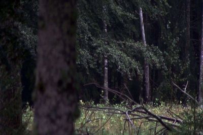 Kunstpakhuset i Ikast har lørdag 15. august fernisering på udstillingen »Da dyret mødte jægeren i skoven, jægeren mødte skoven i dyret og skoven mødte dyret i jægeren«. Foto: Pr-foto