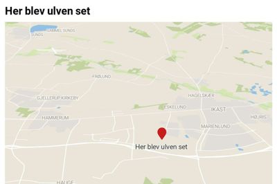 Albert Kusk og hunden Samo havde i aftes nærkontakt med to voksne ulve. Mødet fandt sted nær det nye plejecenter ved Vesterhåb. Datawrapper-illustration: Flemming Thulstrup og Adobe Stock