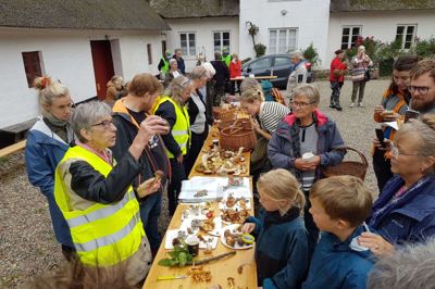 Naturen vrimler med svampe, hvoraf en stor del er spiselige. Men det er godt at vide, hvilke man kan tage hjem i køkkenet, og hvilke man skal holde sig fra. Søndag var Naturens Dag, og i den anledning havde Danmarks Naturfredningsforening og Friluftsrådet inviteret til svampetur i skovene omkring Vester Palsgård Skovmuseum. Foto: Thomas Vang Nielsen