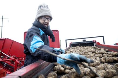 Det er sidste læs kartofler i år, Nanna Larsen er ude at høste. Sønnens 24 hektar kartoffelmark er færdighøstet for i år, men Nanna Larsen har stadig energien til at holde skarpt øje med, hvad kartoffeloptageren hiver op. Foto: Tom Laursen