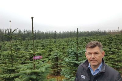 Danmark plejer hvert år at eksportere knap 11 millioner juletræer. Men i 2020 er intet, som det plejer. Blandt andet har skrappe corona-restriktioner i Tyskland og Frankrig medført massive afbestillinger. Det kan mærkes hos de danske producenter af juletræer, som eksempelvis Jan Østergård fra Bording Kirkeby. Foto: Thomas Vang Nielsen