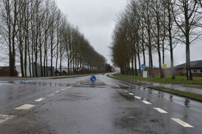 Træerne tager sig majestætiske, men måske lidt kedelige ud, men der kunne skabes lidt kolorit på indfaldsvejene med alléer, hvis man plantede klematis eller slynghorsensia op ad træerne. Forslaget kommer fra Lilli Neigaard. Foto: Flemming Thulstrup