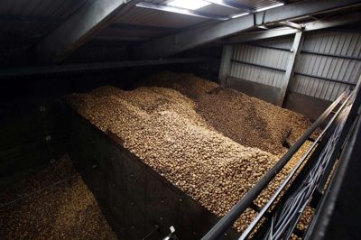 Andelskartoffelfabrikken i Brande og Andels-Kartoffelmelsfabrikken Sønderjylland er begge medejere af salgsselskabet KMC i Brande. Foto: Henrik Ole Jensen