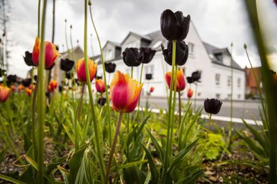 Foto: Martin Ballund