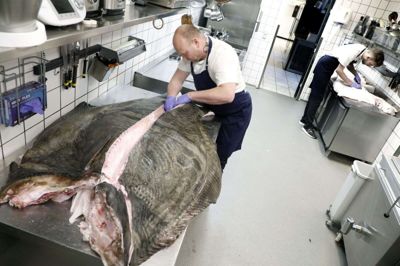 Morten »Kok« Thomsen fra Noli har travlt med at partere helleflynderen på 159 kilo. En fladfisk på den størrelse kan levere kød nok til 1500 serveringer. Foto: Henrik Ole Jensen