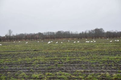 Flokke af sangsvaner hygger sig på en lang række danske marker til almindelig frustration for landmændene. Her ses en større flot på marken langs vejen mellem Ikast og Brande. Foto: Flemming Thulstrup
