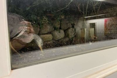 Fiskehejren her måtte aflives. Den forkomne fugl gik rundt i en have midt i Ikast, indtil beboerne her fik fat i Dyrens Beskyttelse. Foto: Privatfoto