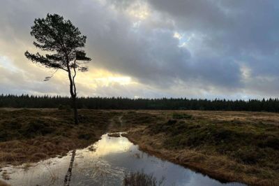 Når et område - her Harrild Hede - har fået Natura 2000-status, skal der gøres en aktiv indsats for at sikre eller genoprette naturen i området. Foto: Privatfoto