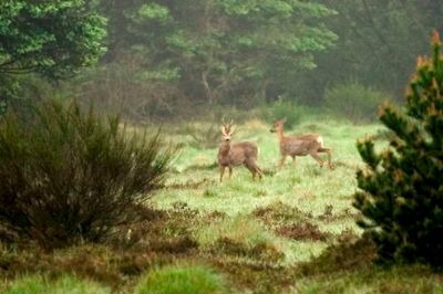 Måske er man så heldig at komme helt tæt på dyrene, hvis man gæster Nationalpark Skjern Å på søndag. Foto: Tom Laursen