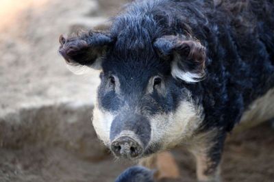 Mangalitza-grisen, som populært kaldes den ungarske uldgris, har en tyk, krøllet pels. Det er ikke den skudte gris, der er på billedet. (Arkivfoto).