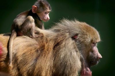 164.000 gæster kiggede forbi Jyllands Park Zoo og abegrotten denne sæson. Arkivfoto: Henrik Ole Jensen