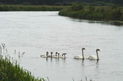 Politikere, embedsmænd og naturfolk fra Herning og Ringkøbing-Skjern kommuner skal mandag på bustur til Nationalpark Vadehavet for at lade sig inspirere til endnu et forsøg på at omdanne Skjern Å-systemet til nationalpark. ?Foto: Nils Lund