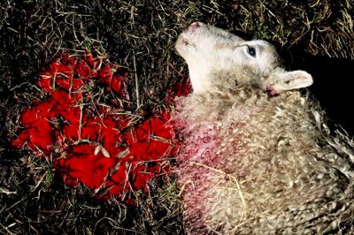 Naturstyrelsen har ved tidligere angreb fastslået, at der med stor sandsynlighed har været tale om ulve. Nu vil Venstres Kristian Pihl Lorentzen sætte fokus på problemet. ?Foto: Henrik Ole Jensen