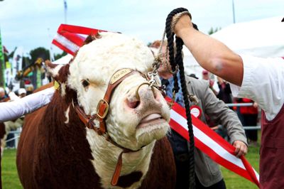 I morgen ankommer dyrene til dyrskuepladsen i Herning, og torsdag morgen går de første konkurrencer i gang. ?Foto: Flemming Hansen