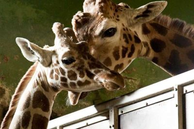 LB-Foto / Leif Bengtsson. Marius (t.h.) fra Jyllands Park Zoo risikerer en hård skæbne