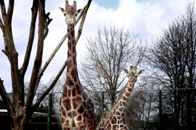 Henrik Ole Jensen (Arkiv). Marius fra Jyllands Park Zoo (t.v.) er blevet midtpunkt for en international bevægelse, der vil redde hans liv. Til højre står Elmer og kigger på