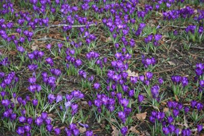 Ole C. P. Sørensen på blomster tur..