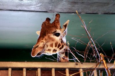 Giraffen Marius, som var under stor mediebevågenhed, da hans navnebror blev aflivet i Københavns Zoo, kunne opleves i Jyllands Park Zoo på åbningsdagen. Foto: Flemming Hansen