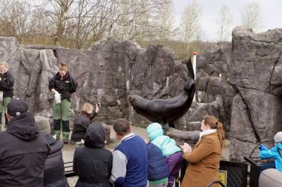 Den sydafrikanske søbjørn »Bubber« var atter centrum for det show med søløverne, som Jyllands Park Zoo viser de mange gæster.? foto: jyllands park zoo