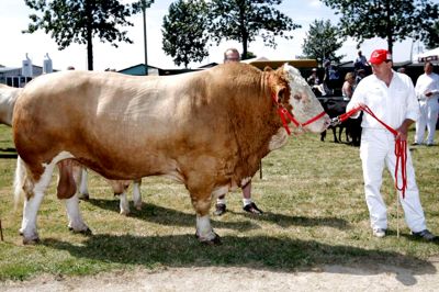 Kvægracen Simmental fejrer sit 40-års-jubilæum på Landsskuet, og det giver ekstra stor tilmelding. ?Foto: Tom Laursen