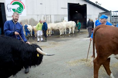 Køer i alle afskygninger er at finde på Landsskuet, som finder sted i Herning i disse dage. ?Foto: Flemming Hansen