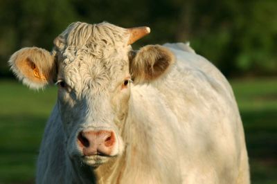 En go' ko: En Charolais. Men er den bedre end Limousine? Foto: Colourbox