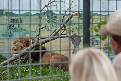 Løven flytter ind i sit lidt større omgivelser i Haunstrup Dyrepark