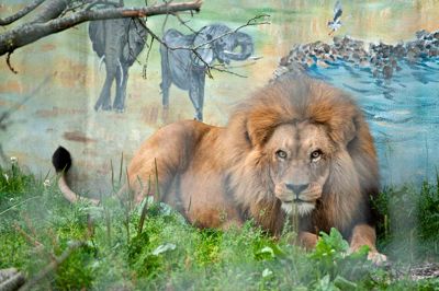 Løven flytter ind i lidt større omgivelser i Jyllands Park Zoo i Haunstrup - og får nu også selskab af to unge løvinder. Foto: Jørn Deleuran