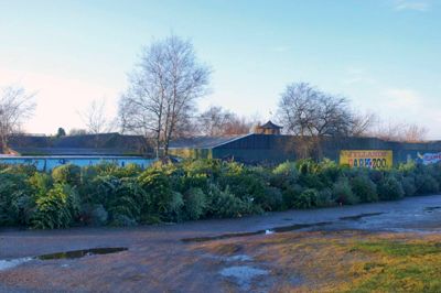 Sidste år fik Jyllands Park Zoo omkring 2000 grantræer efter jul. Igen i år vil aflagte juletræer blive taget imod med kyshånd i dyreparken. Foto: Arkiv/privatfoto
