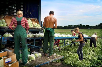 Antallet af østeuropæere bosat i Ikast-Brande Kommune er steget voldsomt gennem de senere år. De har blandt andet fundet arbejde i gartneribranchen. ?Foto: Henrik Ole Jensen
