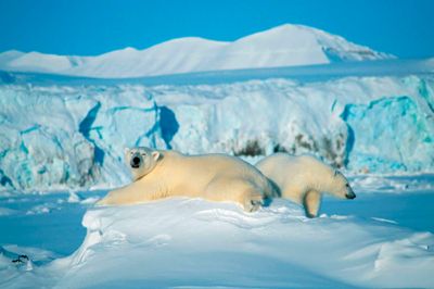 Hvis man vil andet end sol og strand i sin ferie, kunne det kølige alternative være Svalbard, som ligger mellem Nordnorge og Nordpolen. ? Foto: Bravo Tours