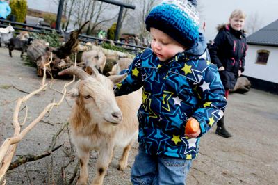 Micklas fra Borris klapper og fodrer en af de største attraktioner i Jyllands Park Zoo. Denne sæson er der ekstra mange gedekid at klappe.?foto: henrik ole jensen