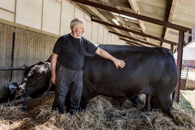 Hans Jørgen Jensen med sin 1504 kilo tunge Angus-tyr. Racen kommer både i sort og rød, og er særlig udbredt i USA og Canada, da den kan klare kulde. ? Foto: Jørn Deleuran