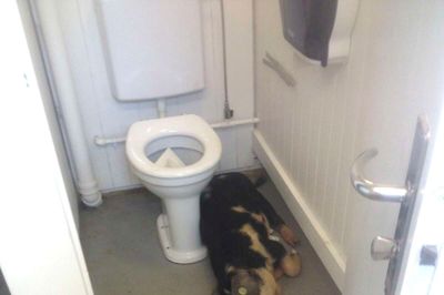 Landsskuefest og hedt sommervejr var mere end denne lille grisebasse kunne klare. Den gik kold på toilettet og blev lørdag morgen opdaget af nogle medarbejdere fra Landsskuet.? Foto: Landsskuet