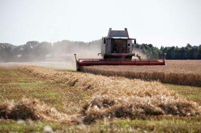 20-25 grader, 5-10 millimeter vand hver tredje nat, og så flere ugers tørvejr, når vi når hen i starten af august. Sådan lyder ønskesedlen fra planterådgiver Henning Frostholm hos Heden & Fjorden.? Foto: Colourbox