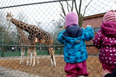 Jyllands Park Zoo giver børn mulighed for at komme på nært hold af mange dyr, som de ikke lige kan have som kæledyr derhjemme. Billedet er fra sæsonåbningen i foråret.?foto: Henrik Ole Jensen