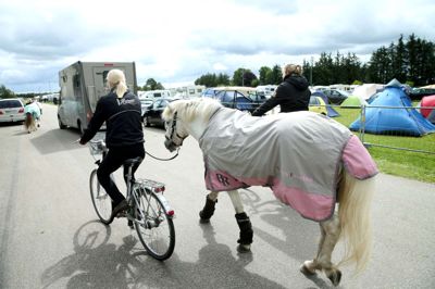 Mange telte er sat op, autocamperne er på plads ligesom campingvognene, og hestene får sig lidt frisk luft.? Foto: Flemming Hansen