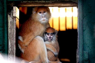 Den eneste husarabeunge i Jyllands Park Zoo holder godt fast i en voksen for en sikkerheds skyld. foto: Henrik Ole Jensen