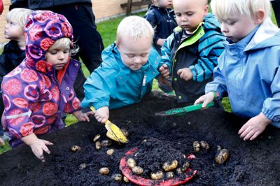 Børnene i BørneOasens vuggestue var selv med til at lave mad - kartoffelsuppe med porrer - under Grøn Uge. Og alt var hjemmedyrket og økologisk i vuggestuen.? foto: henrik ole jensen