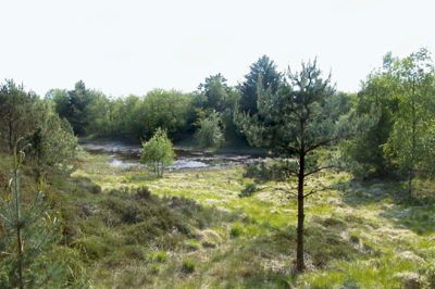 Naturen i brunkulslejet er smuk, varieret og rig på sanseoplevelser. Den får deltagerne i rundvandre-marchen mulighed for at nyde på lørdag. ?privatfoto