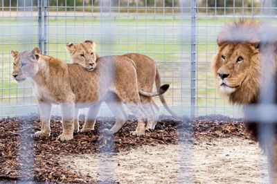 Løver fra Jyllands Park Zoo. Foto: Tom Laursen