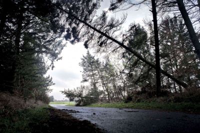 Der var væltede træer fredag formiddagi det nordjyske, men nu er stormen ved at tabe pusten. Foto: Polfoto