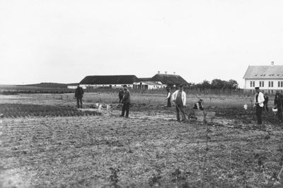 Billedet er taget i marken ved Kærshovedgård i 1907. Den gamle hedegård fungerede som redningshjem for drikfældige mennesker fra 1906 til 1943, hvor det blev taget i brug som fængsel. Blå Kors drev stedet. Foto: Lokalhistorisk Arkiv