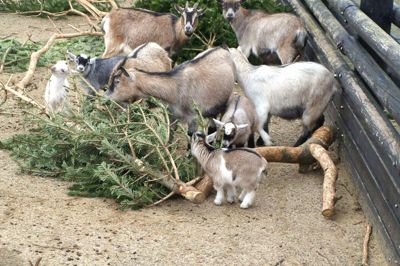 Gederne - den mest populære attraktion i Jyllands Park Zoo - er nogle af de dyr, der får mest ud af folks aflagte juletræer. De hårdføre dyr spiser nålene og boltrer sig med træerne. ? PR-Foto